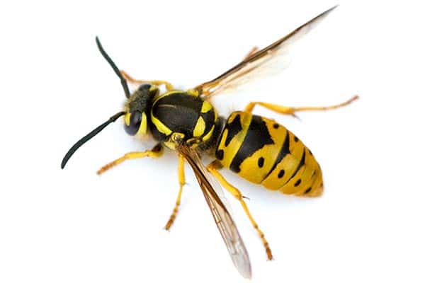 guepes-vespula.jpg